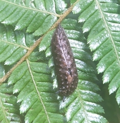 Pseudaneitea