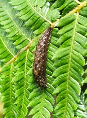 Pseudaneitea