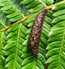 Pseudaneitea