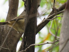 Acanthiza pusilla diemenensis