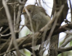 Acanthiza pusilla diemenensis