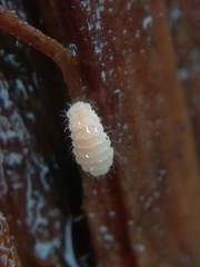Monobella grassei