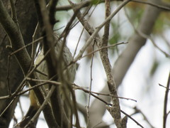 Acanthiza pusilla diemenensis