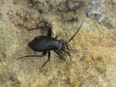 Orthocephalus saltator