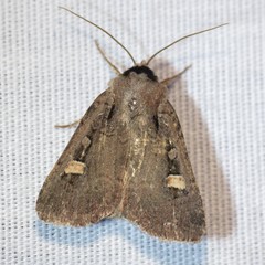 Adelphagrotis indeterminata