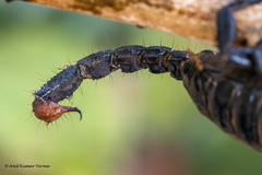 Deccanometrus phipsoni