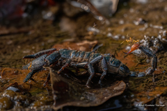 Deccanometrus phipsoni