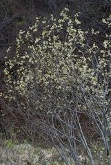 Salix appendiculata
