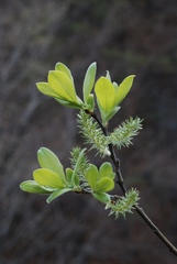 Salix appendiculata