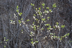 Salix appendiculata