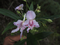 Impatiens mandrarensis