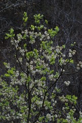 Salix appendiculata