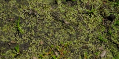 Riccia stricta