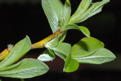 Salix appendiculata