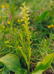 Platanthera micrantha