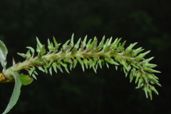 Salix appendiculata
