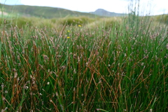 Eleocharis limosa