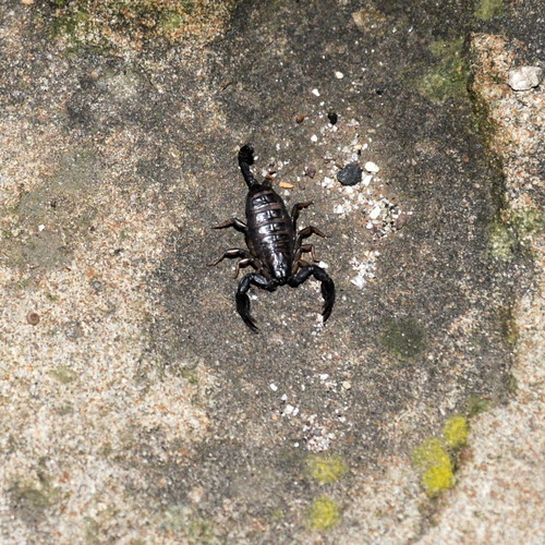Euscorpius germanus · Natusfera