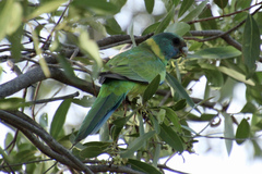 Barnardius zonarius macgillivrayi