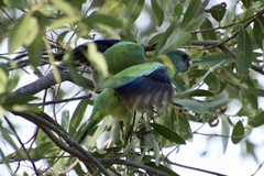 Barnardius zonarius macgillivrayi