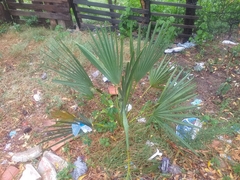 Copernicia prunifera