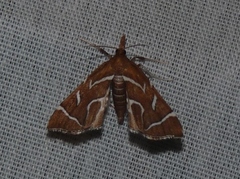 Panotima angularis