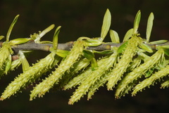 Salix eleagnos
