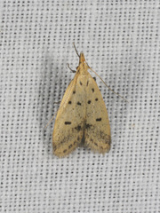 Atheropla decaspila