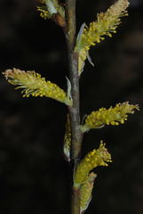Salix eleagnos