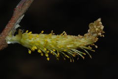 Salix eleagnos
