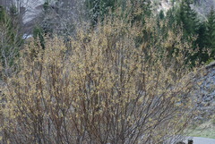Salix eleagnos