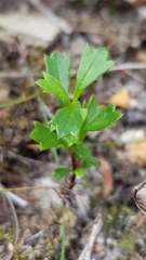 Xanthosia tridentata