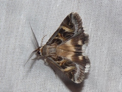 Cerocala vermiculosa