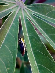 Dilobopterus costalimai