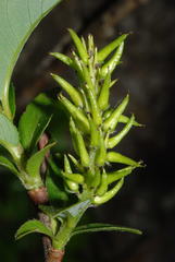 Salix glabra