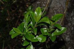 Salix glabra