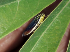 Dilobopterus costalimai