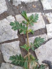Tribulus terrestris terrestris
