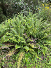 Blechnum nudum