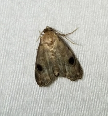 Abablemma brimleyana