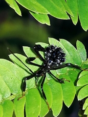 Acanthocephalini