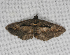 Chrysolarentia plagiocausta