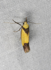 Crepidosceles exanthema