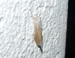 Cucullia hutchinsoni