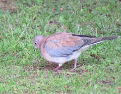 Streptopelia senegalensis