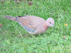 Streptopelia senegalensis