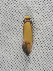 Edosa balanosema