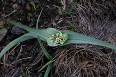 Colchicum longipes