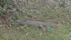 Varanus salvator macromaculatus