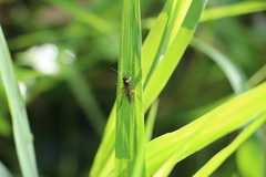 Ichneumonidae
